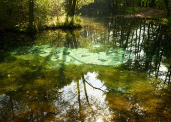 “Blue Springs Reserve” in Tomaszów Mazowiecki